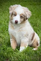 RMM-2 , a male Miniature Australian Shepherd and Toy Australian Shepherd for sale in Tolar, TX – Photo 3 of 7