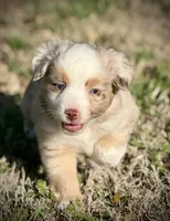RMM-2 , a male Miniature Australian Shepherd and Toy Australian Shepherd for sale in Tolar, TX – Photo 4 of 6