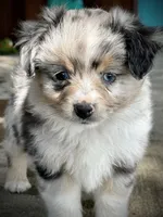 Blue Merle Female 2 , a female Miniature Australian Shepherd and Toy Australian Shepherd for sale in Tolar, TX – 4 of 6