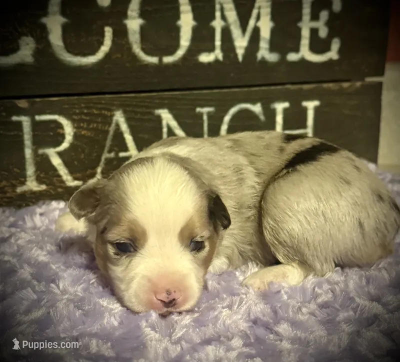 BMM 1 – Miniature Australian Shepherd, Toy Australian Shepherd puppy for sale in Tolar, TX