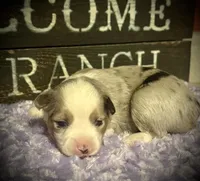 BMM 1, a male Miniature Australian Shepherd and Toy Australian Shepherd for sale in Tolar, TX – 1 of 2