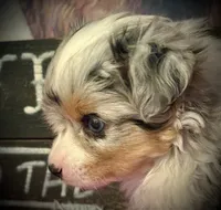 BMF , a female Toy Australian Shepherd for sale in Tolar, TX – 3 of 4