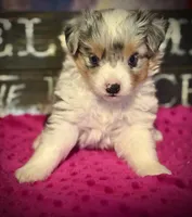BMF , a female Toy Australian Shepherd for sale in Tolar, TX – 4 of 4