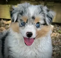 BMF , a female Toy Australian Shepherd for sale in Tolar, TX – 7 of 10
