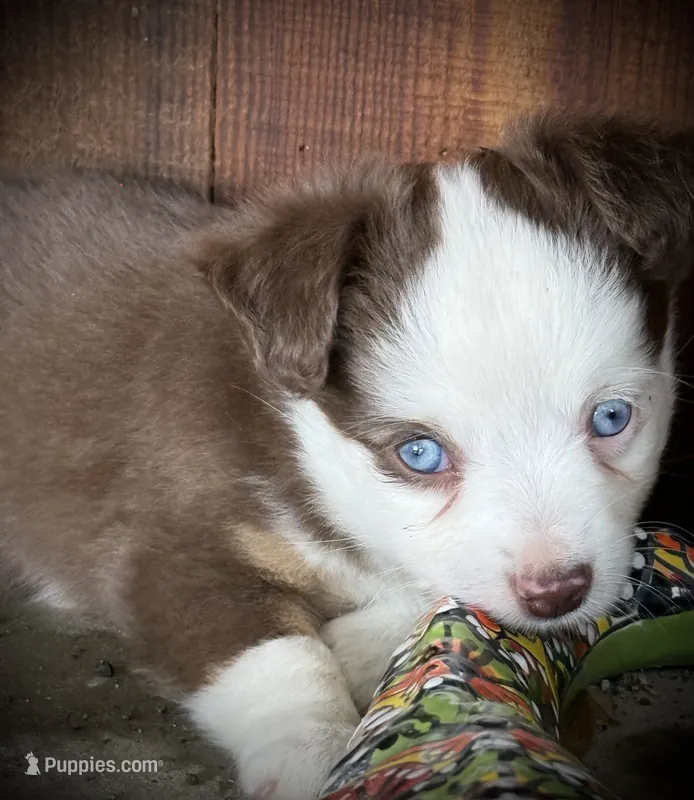 Red Tri Female  – Miniature Australian Shepherd, Toy Australian Shepherd puppy for sale in Tolar, TX