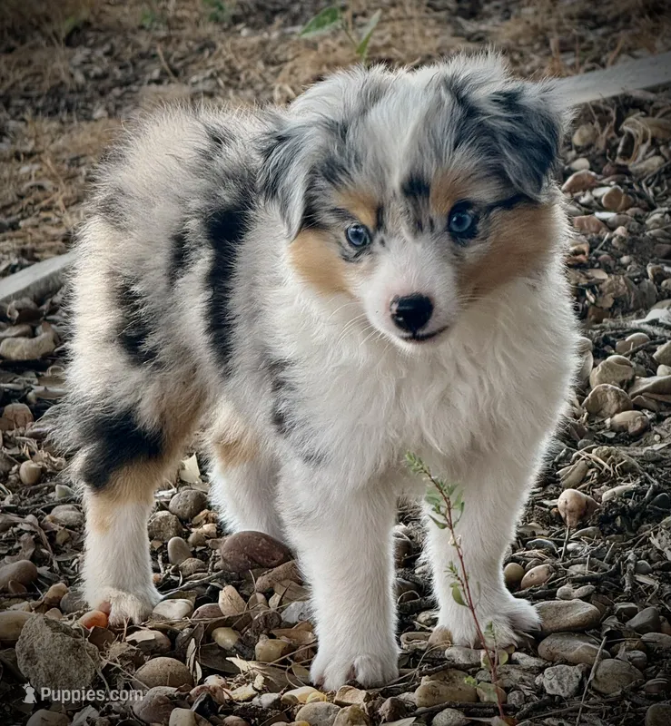 BMF  – Toy Australian Shepherd puppy for sale in Tolar, TX