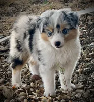 BMF , a female Toy Australian Shepherd for sale in Tolar, TX – 3 of 10