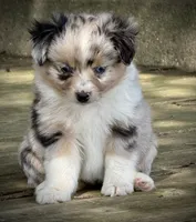 Blue Merle Female 2 , a female Miniature Australian Shepherd and Toy Australian Shepherd for sale in Tolar, TX – 6 of 6