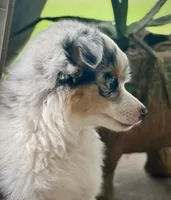 BMF , a female Toy Australian Shepherd for sale in Tolar, TX – 5 of 10