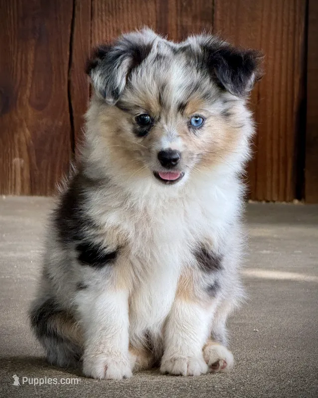 Blue Merle Female 2  – Miniature Australian Shepherd, Toy Australian Shepherd puppy for sale in Tolar, TX