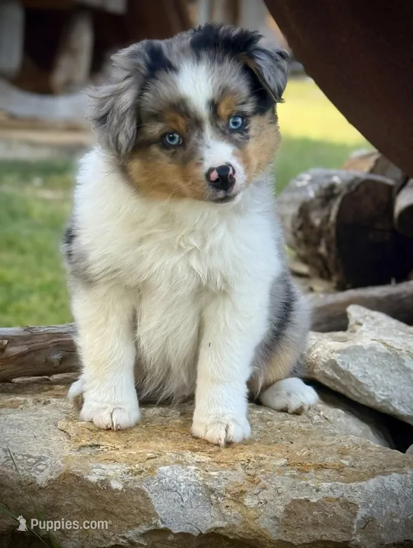 BMM – Miniature Australian Shepherd, Toy Australian Shepherd puppy for sale in Tolar, TX