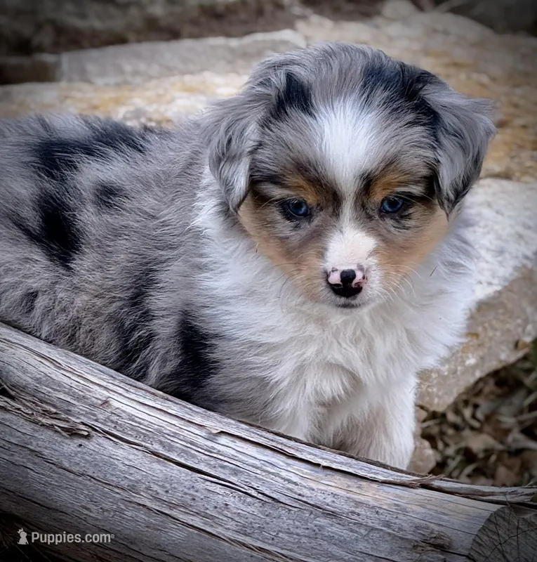 BMM – Miniature Australian Shepherd, Toy Australian Shepherd puppy for sale in Tolar, TX