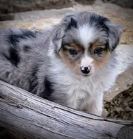 BMM, a male Miniature Australian Shepherd and Toy Australian Shepherd for sale in Tolar, TX – Photo 5 of 7