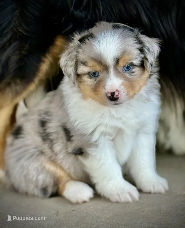 BMM – Miniature Australian Shepherd, Toy Australian Shepherd puppy for sale in Tolar, TX