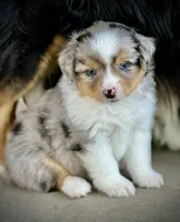 BMM, a male Miniature Australian Shepherd and Toy Australian Shepherd for sale in Tolar, TX – Photo 6 of 7