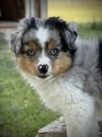 BMM, a male Miniature Australian Shepherd and Toy Australian Shepherd for sale in Tolar, TX – Photo 3 of 9