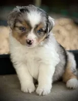 BMM, a male Miniature Australian Shepherd and Toy Australian Shepherd for sale in Tolar, TX – Photo 7 of 7