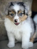 BMM, a male Miniature Australian Shepherd and Toy Australian Shepherd for sale in Tolar, TX – Photo 3 of 7