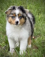 BMM, a male Miniature Australian Shepherd and Toy Australian Shepherd for sale in Tolar, TX – 6 of 10