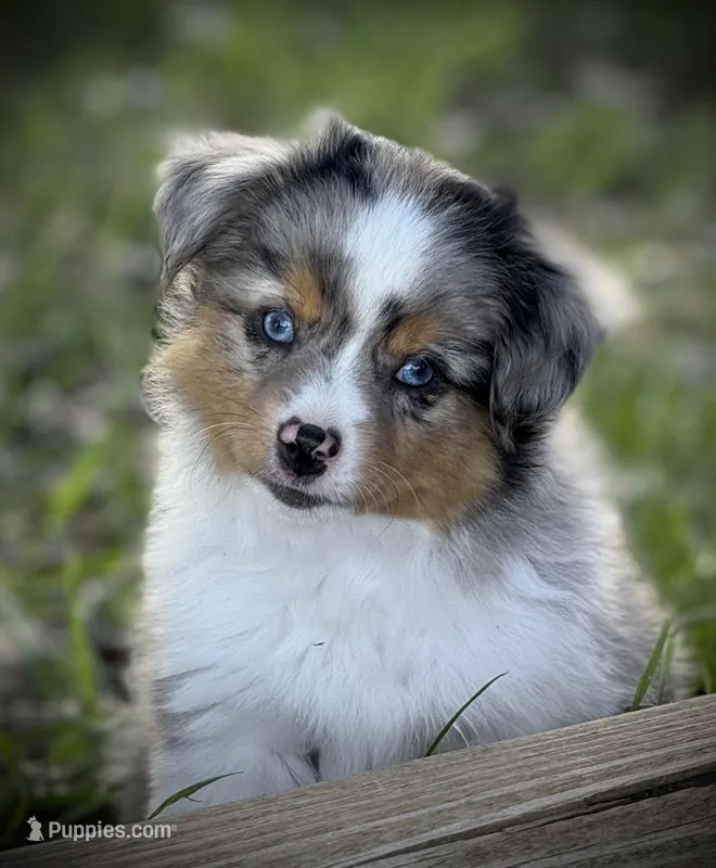 BMM – Miniature Australian Shepherd, Toy Australian Shepherd puppy for sale in Tolar, TX