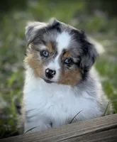BMM, a male Miniature Australian Shepherd and Toy Australian Shepherd for sale in Tolar, TX – Photo 1 of 7