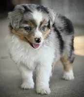 BMM, a male Miniature Australian Shepherd and Toy Australian Shepherd for sale in Tolar, TX – Photo 4 of 7