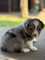 BMM, a male Miniature Australian Shepherd and Toy Australian Shepherd for sale in Tolar, TX – Photo 1 of 3