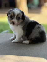 BMM, a male Miniature Australian Shepherd and Toy Australian Shepherd for sale in Tolar, TX – Photo 2 of 3