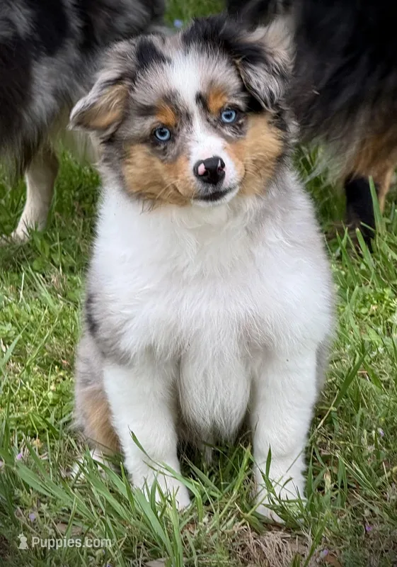 BMM – Miniature Australian Shepherd, Toy Australian Shepherd puppy for sale in Tolar, TX