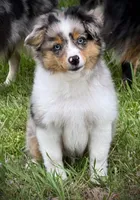 BMM, a male Miniature Australian Shepherd and Toy Australian Shepherd for sale in Tolar, TX – 3 of 10