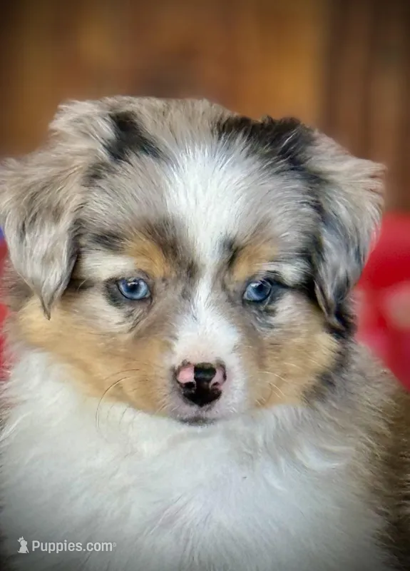BMM – Miniature Australian Shepherd, Toy Australian Shepherd puppy for sale in Tolar, TX