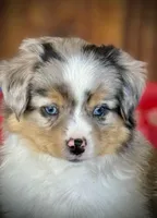 BMM, a male Miniature Australian Shepherd and Toy Australian Shepherd for sale in Tolar, TX – Photo 2 of 7