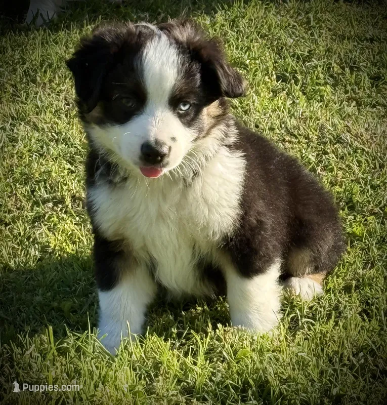 Blk Tri 1  – Miniature Australian Shepherd puppy for sale in Tolar, TX