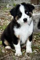 Blk Tri 1 , a male Miniature Australian Shepherd for sale in Tolar, TX – 3 of 9