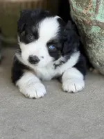 Blk Tri 1 , a male Miniature Australian Shepherd for sale in Tolar, TX – Photo 3 of 3