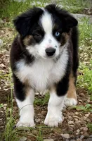 Blk Tri 1 , a male Miniature Australian Shepherd for sale in Tolar, TX – 2 of 9