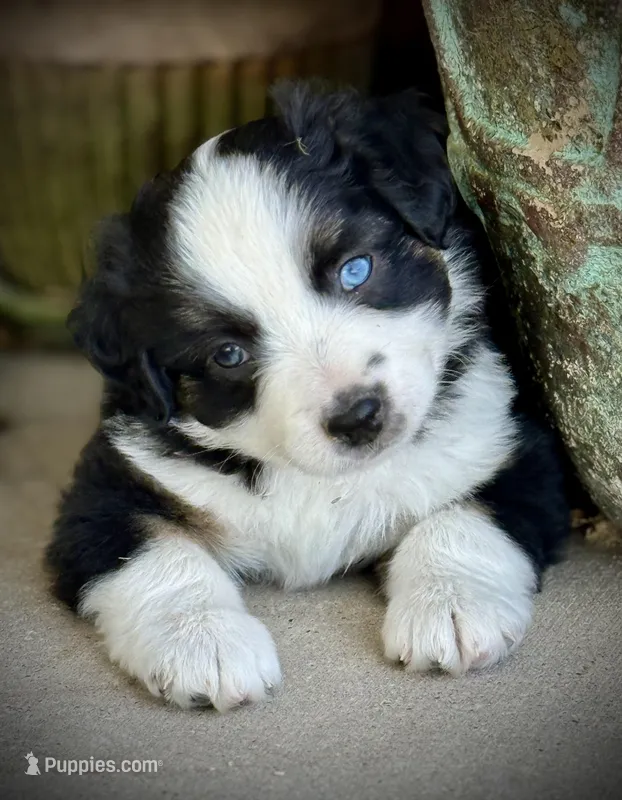 Blk Tri 1  – Miniature Australian Shepherd puppy for sale in Tolar, TX