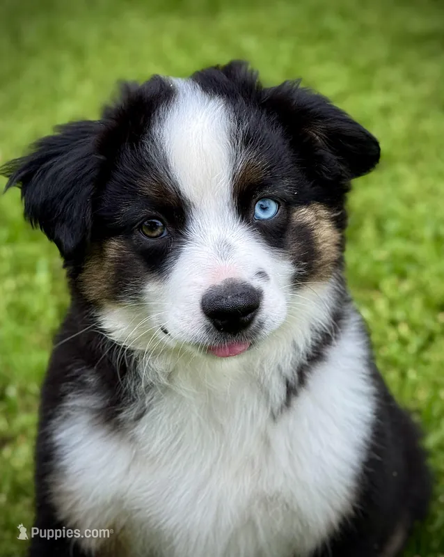Blk Tri 1  – Miniature Australian Shepherd puppy for sale in Tolar, TX