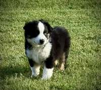 Blk Tri 1 , a male Miniature Australian Shepherd for sale in Tolar, TX – Photo 3 of 6