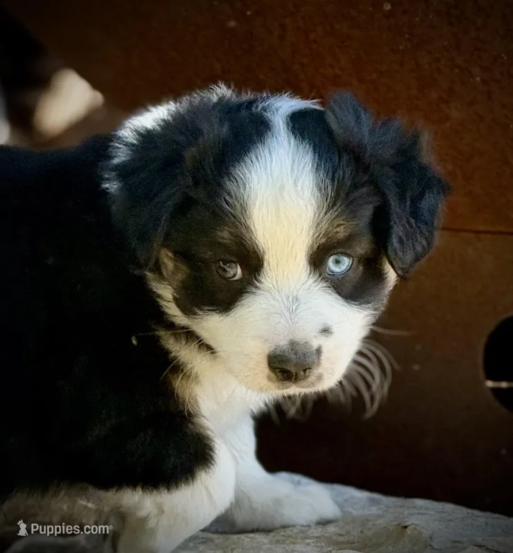 Blk Tri 1  – Miniature Australian Shepherd puppy for sale in Tolar, TX
