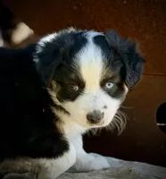 Blk Tri 1 , a male Miniature Australian Shepherd for sale in Tolar, TX – Photo 4 of 6