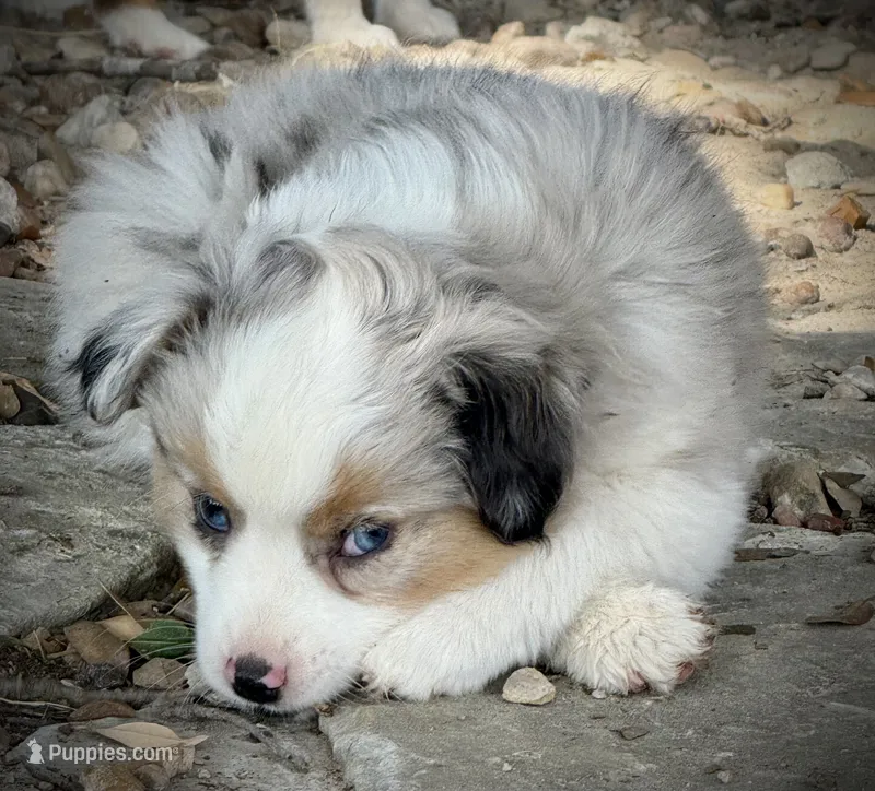 BMM 1 – Miniature Australian Shepherd, Toy Australian Shepherd puppy for sale in Tolar, TX