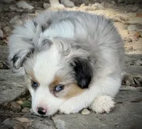 BMM 1, a male Miniature Australian Shepherd and Toy Australian Shepherd for sale in Tolar, TX – 1 of 8