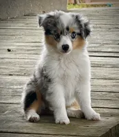BMF , a female Toy Australian Shepherd for sale in Tolar, TX – 9 of 10