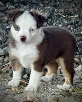 Red Tri Female , a female Miniature Australian Shepherd and Toy Australian Shepherd for sale in Tolar, TX – 2 of 5