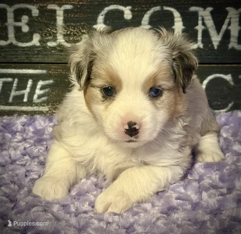 BMM 1 – Miniature Australian Shepherd, Toy Australian Shepherd puppy for sale in Tolar, TX