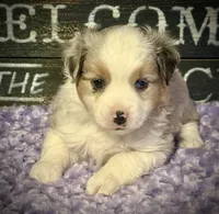 BMM 1, a male Miniature Australian Shepherd and Toy Australian Shepherd for sale in Tolar, TX – 6 of 8
