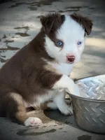 Red Tri Female , a female Miniature Australian Shepherd and Toy Australian Shepherd for sale in Tolar, TX – 5 of 5