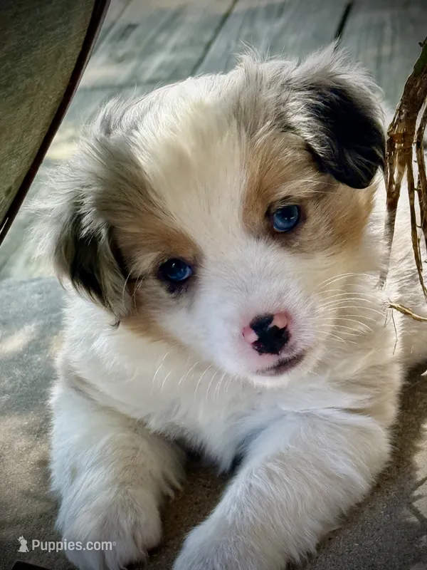 BMM 1 – Miniature Australian Shepherd, Toy Australian Shepherd puppy for sale in Tolar, TX