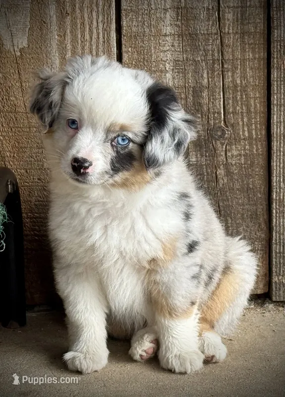 Blue Merle Female  – Miniature Australian Shepherd, Toy Australian Shepherd puppy for sale in Tolar, TX